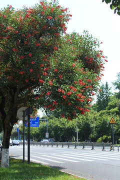 街邊開花的雞冠刺桐樹