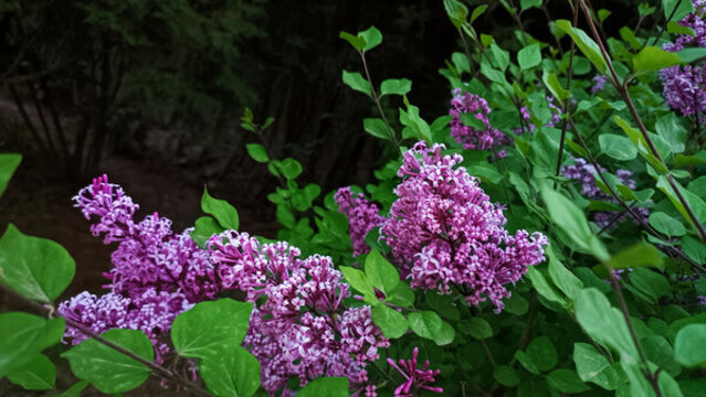 公園里的丁香花