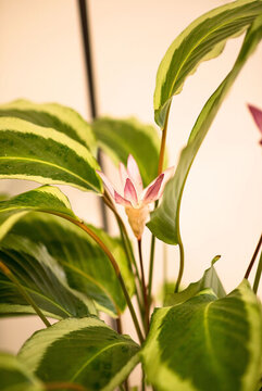 花植物