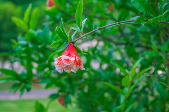 枝頭石榴花