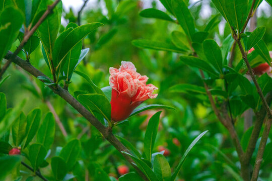 枝頭石榴花