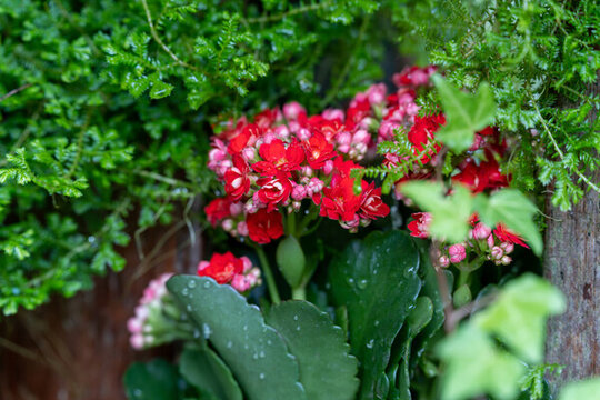 紅色開花植物長壽花