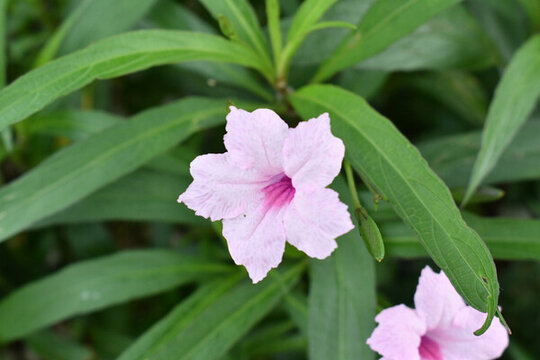 藍(lán)花草