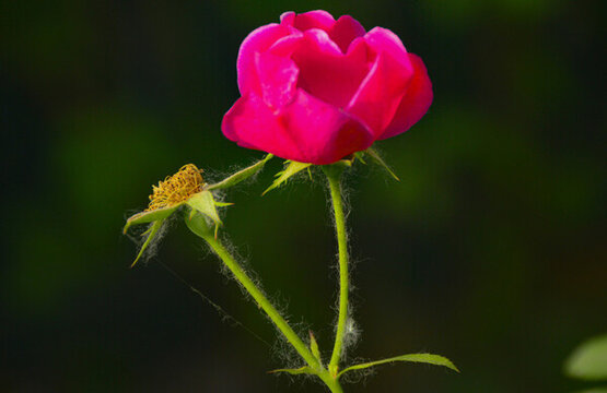 月季花特寫