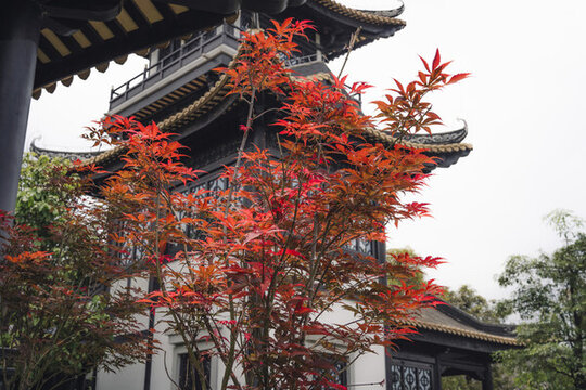 嶺南建筑下的紅楓葉