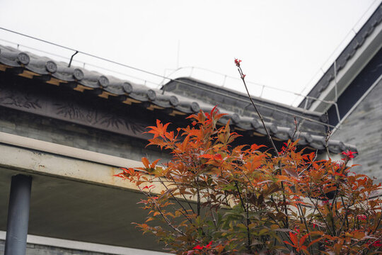 嶺南建筑下的紅楓葉