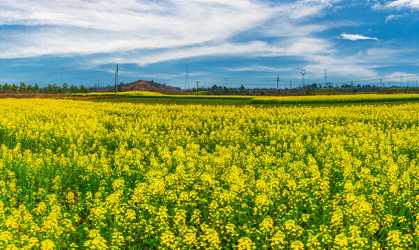 田園油菜花