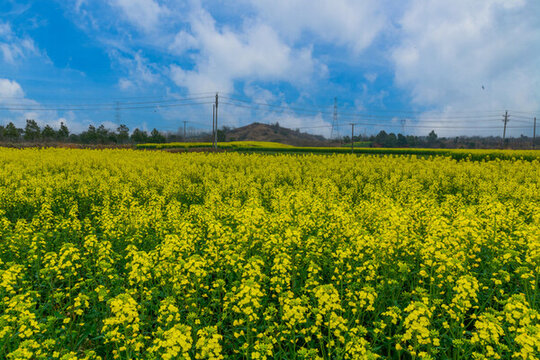 田園的油菜花
