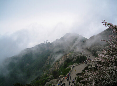 春天開滿鮮花的泰山古建筑