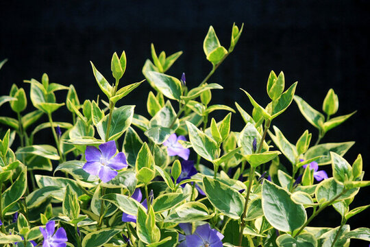 花葉蔓長春花