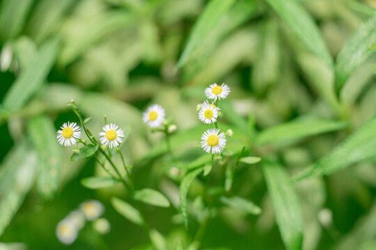 白色開花植物一年蓬