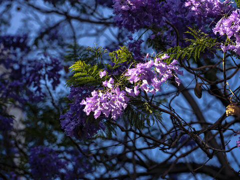 藍(lán)花楹