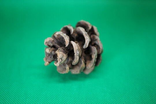 一個(gè)松果特寫(xiě)