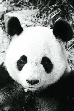 廣州長(zhǎng)隆野生動(dòng)物園的熊貓