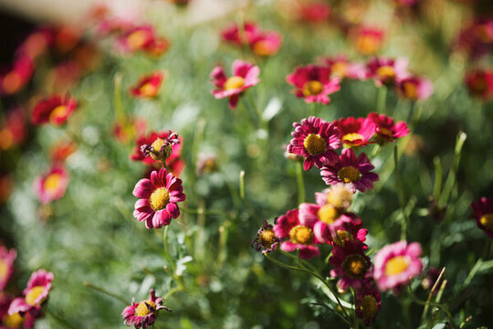 紅菊花