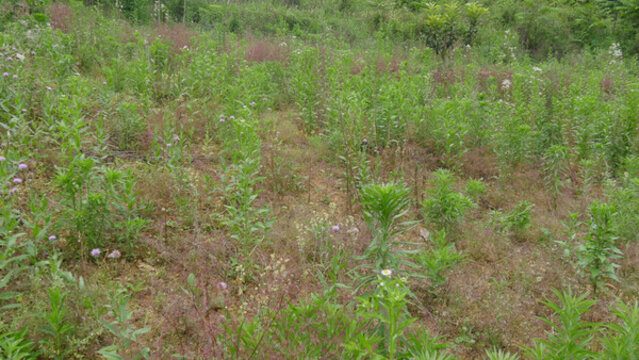 野草