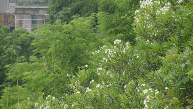 白色夾竹桃花