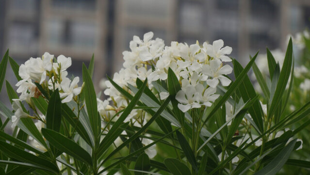 白色夾竹桃花