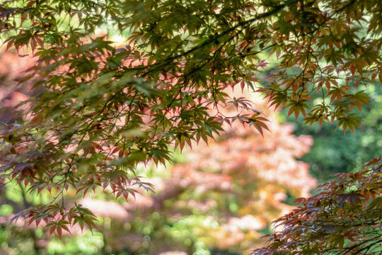 陽光紅色楓葉