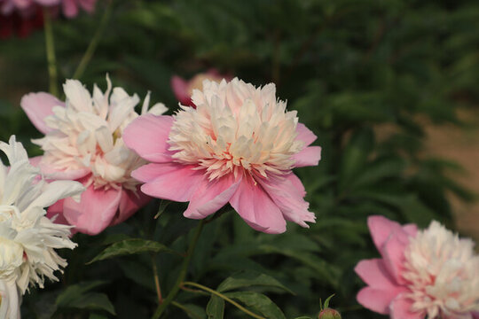 芍藥