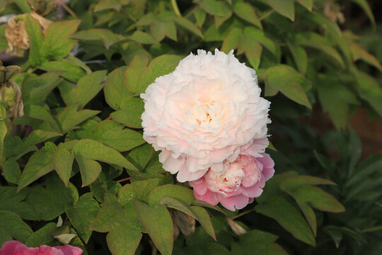 芍藥