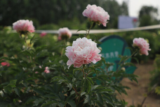 芍藥