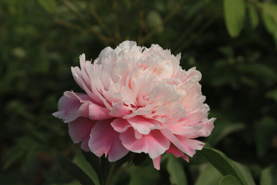 芍藥