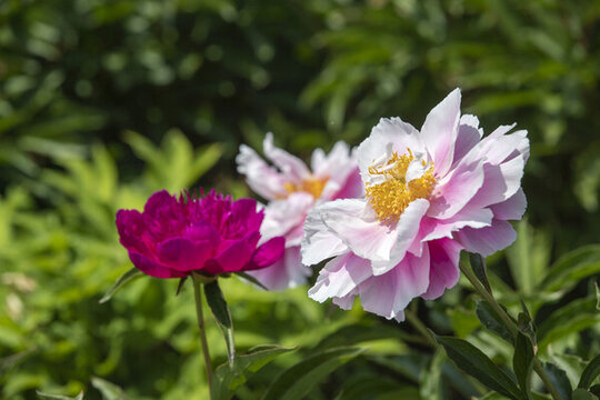 多色芍藥花