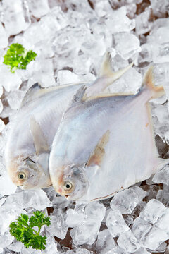 鯧魚