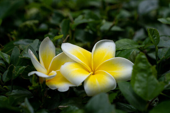 玉蘭花