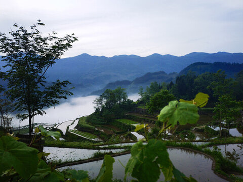 山區(qū)梯田水田美景