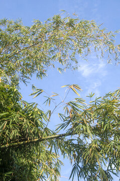 毛竹竹枝枝葉