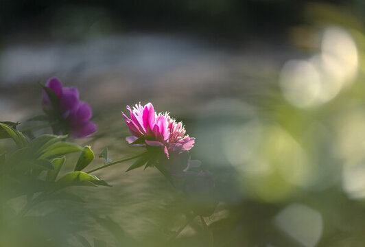 芍藥