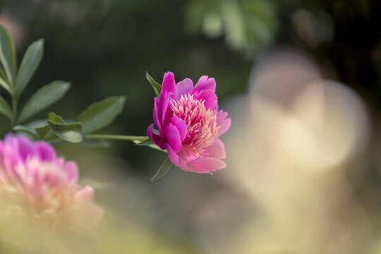 芍藥