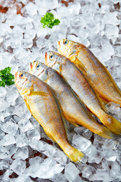 小黃魚