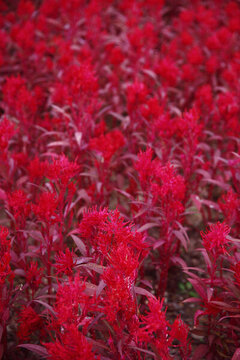 雞冠花