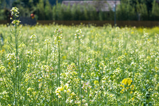 野外油菜花開花植物特寫