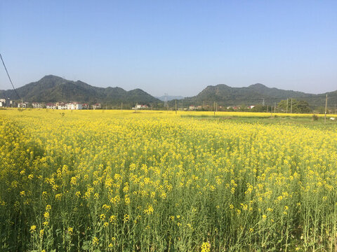 油菜花海
