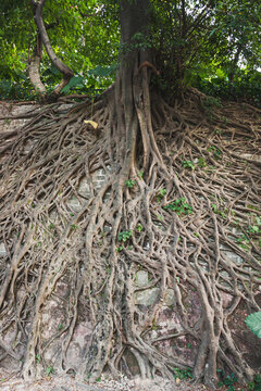 越秀公園里的樹