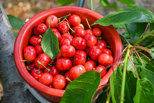 山東煙臺大櫻桃紅燈新鮮應(yīng)季水果