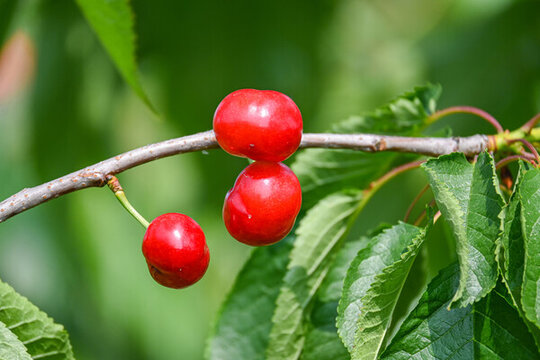 山東煙臺(tái)大櫻桃紅燈新鮮應(yīng)季水果