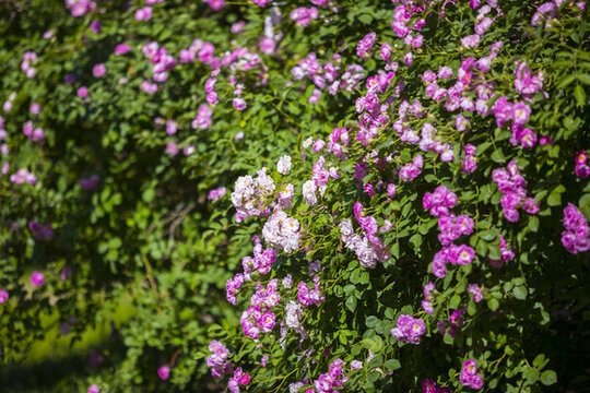 花園