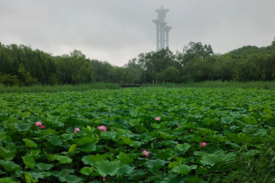 北京奧林匹克森林公園濕地風光