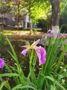 紫色鳶尾花