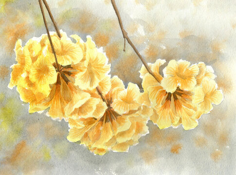 黃花風(fēng)鈴木
