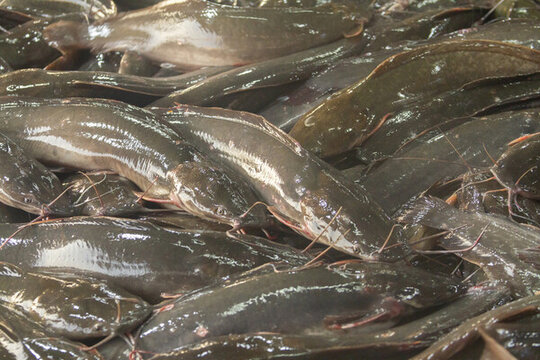 鯰魚