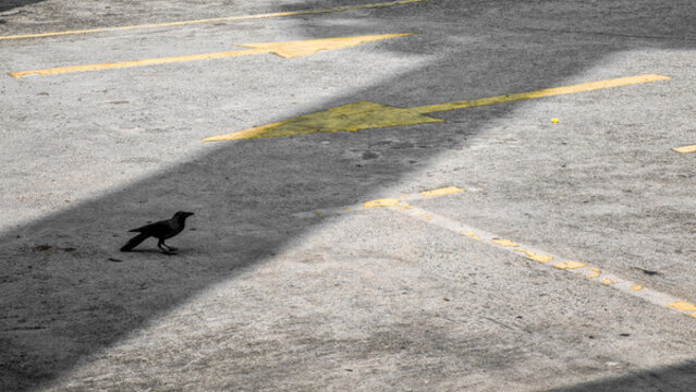 水泥路與鳥