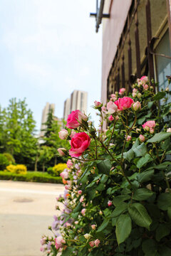 門口薔薇