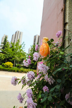 門口薔薇