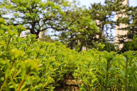 繡線菊